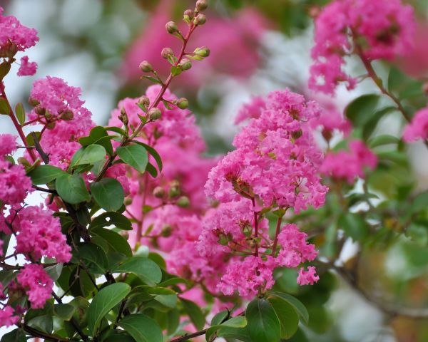 Crepe Myrtle Removal in Anaheim