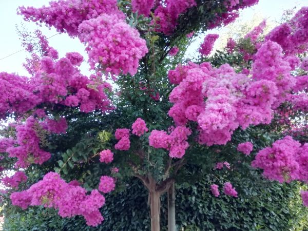 Crape Myrtle Pruning in Anaheim