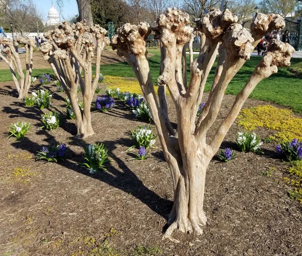 Myrtle Tree Removal in Anaheim