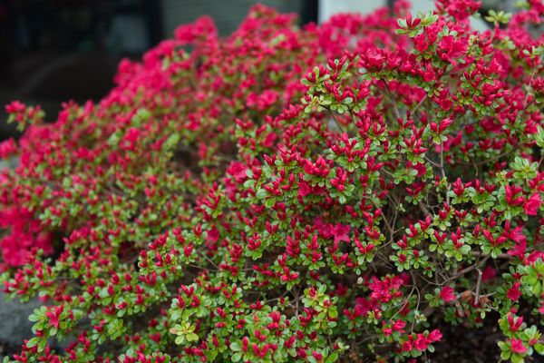 Weigela Removal Service in Anaheim