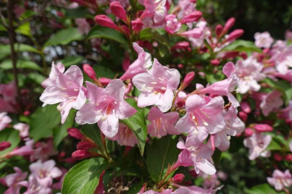 Weigela Pruning Service in Anaheim