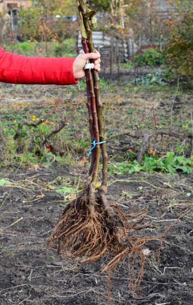 Shrub Root Removal in Anaheim
