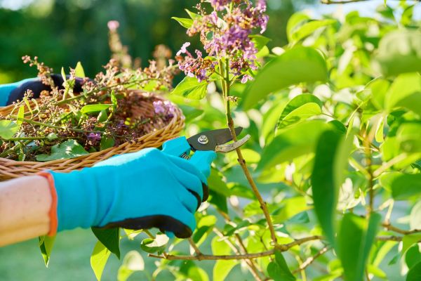 Lilac Trimming Service in Anaheim