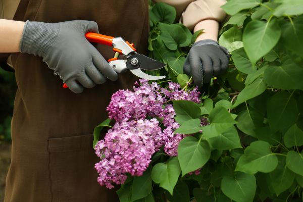 Lilac Pruning Service in Anaheim