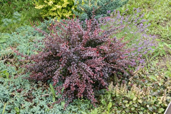 Japanese Barberry Removal in Anaheim
