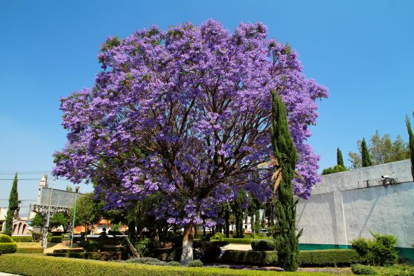 Jacaranda Pruning in Anaheim