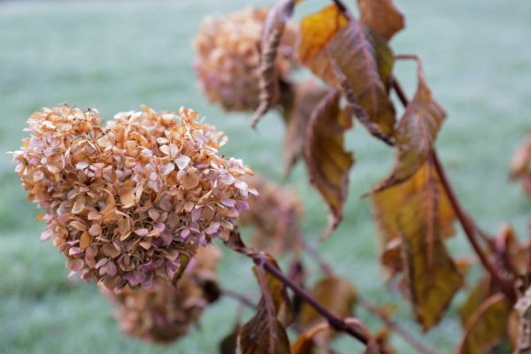 Hydrangea Removal in Anaheim