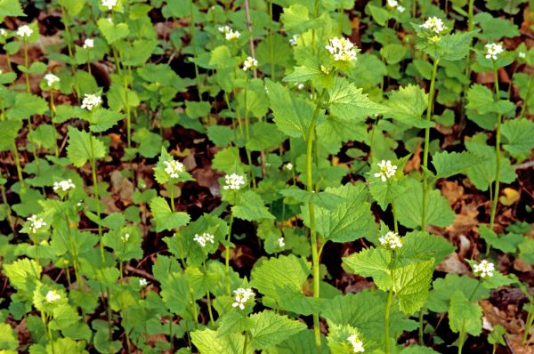 Garlic Mustard Removal in Anaheim