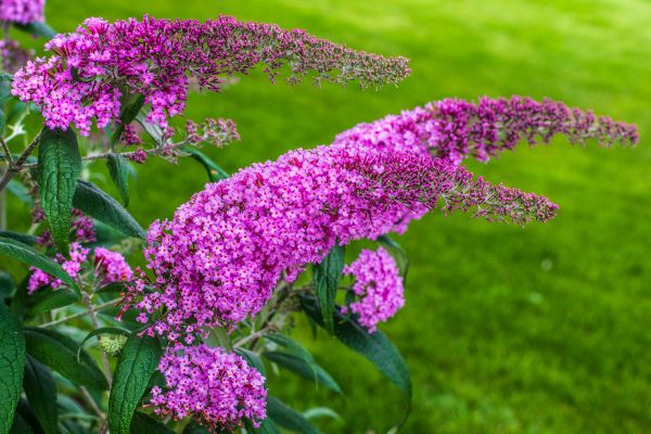 Butterfly Bush Removal in Anaheim