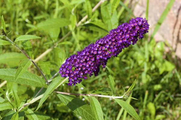 Butterfly Bush Pruning in Anaheim