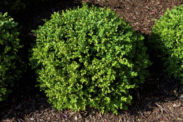 Boxwood Removal in Anaheim