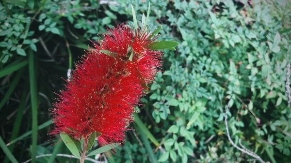 Bottlebrush Pruning in Anaheim