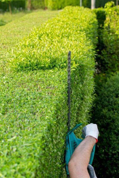 Hedge Trimming in Anaheim